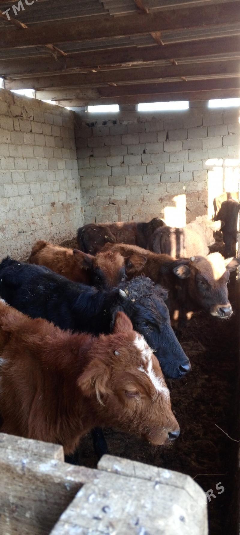 öküz - Гёкдепе - img 1