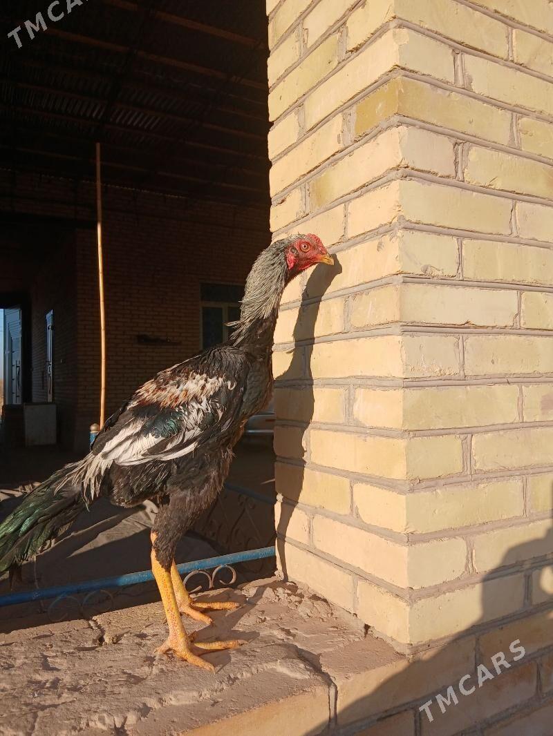 Baysov - Dänew - img 1