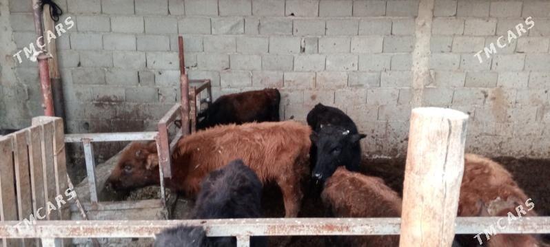 öküz - Гёкдепе - img 6