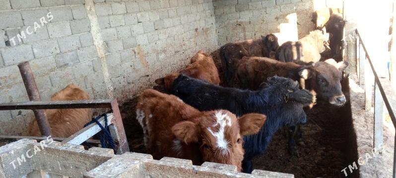 öküz - Гёкдепе - img 2