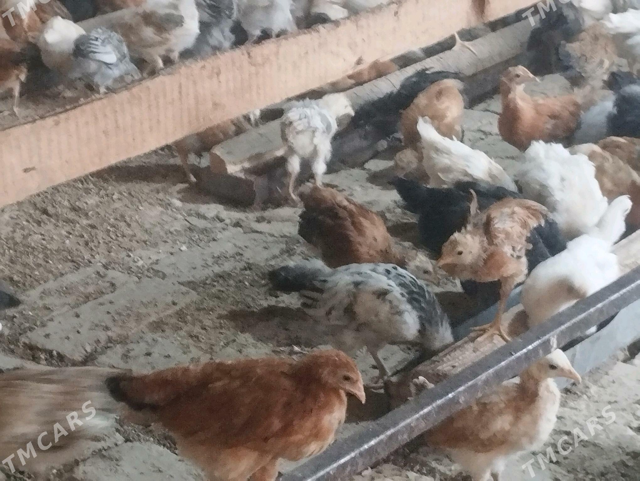 towuk jüje - Теджен - img 3