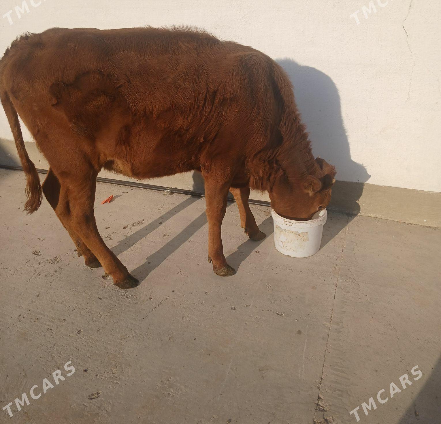 Tüwe - Гызыларбат - img 2