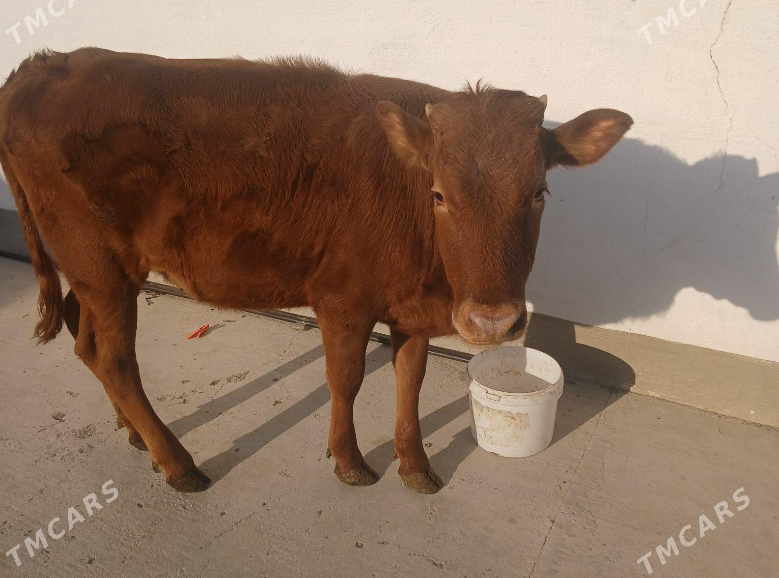 Tüwe - Гызыларбат - img 1