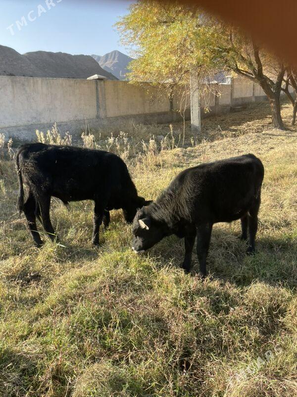 okuz - Багир - img 2