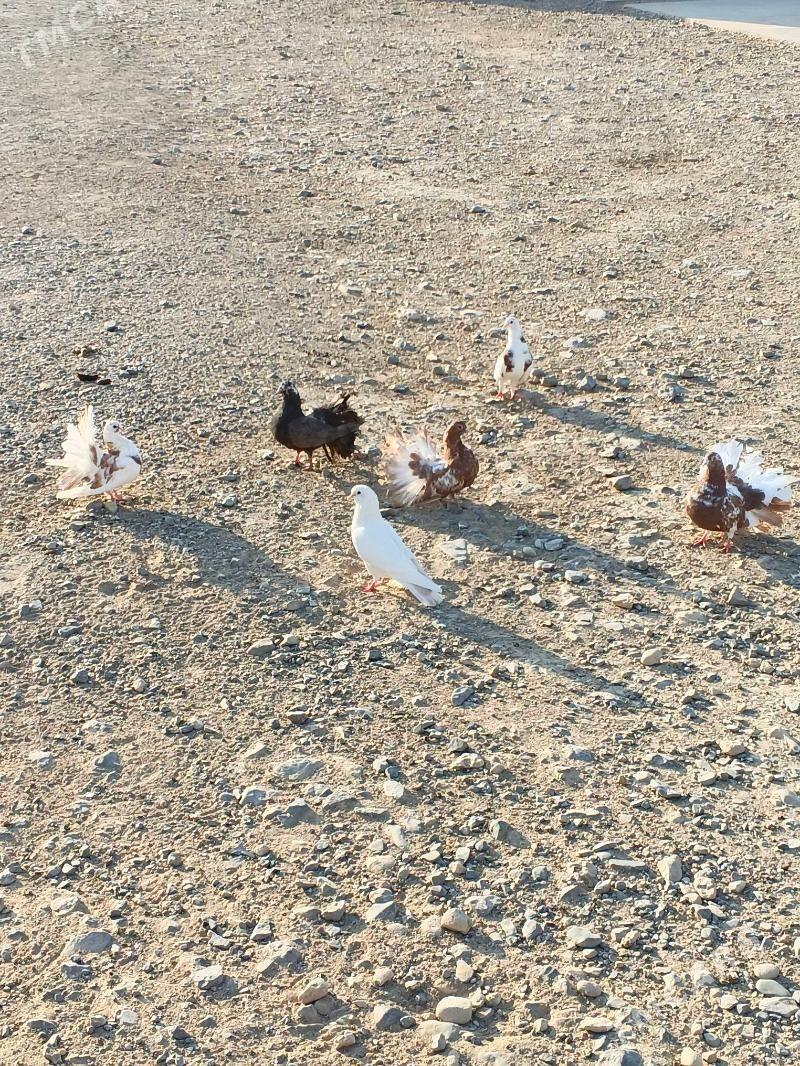 Satlyk kepderi - Gyzylarbat - img 3