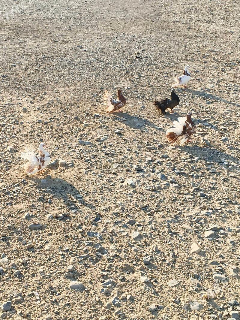 Satlyk kepderi - Gyzylarbat - img 4