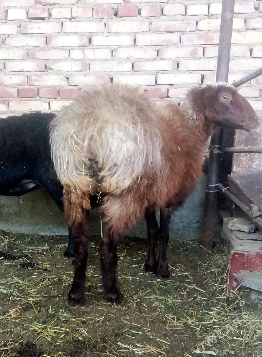 Goýunlar Gissar 2 sanak gurat - Гёкдепе - img 3