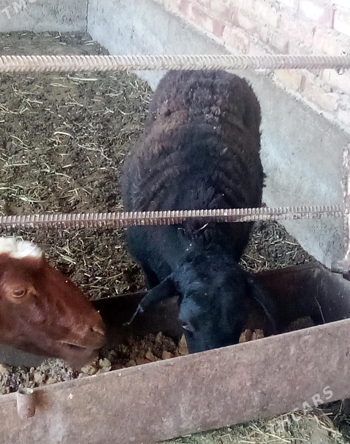 Goýunlar Gissar 2 sanak gurat - Гёкдепе - img 2