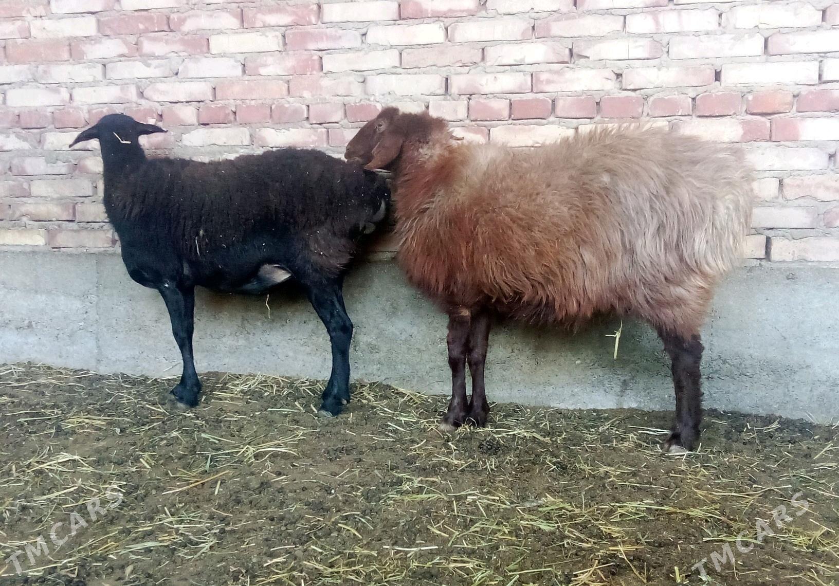 Goýunlar Gissar 2 sanak gurat - Гёкдепе - img 7