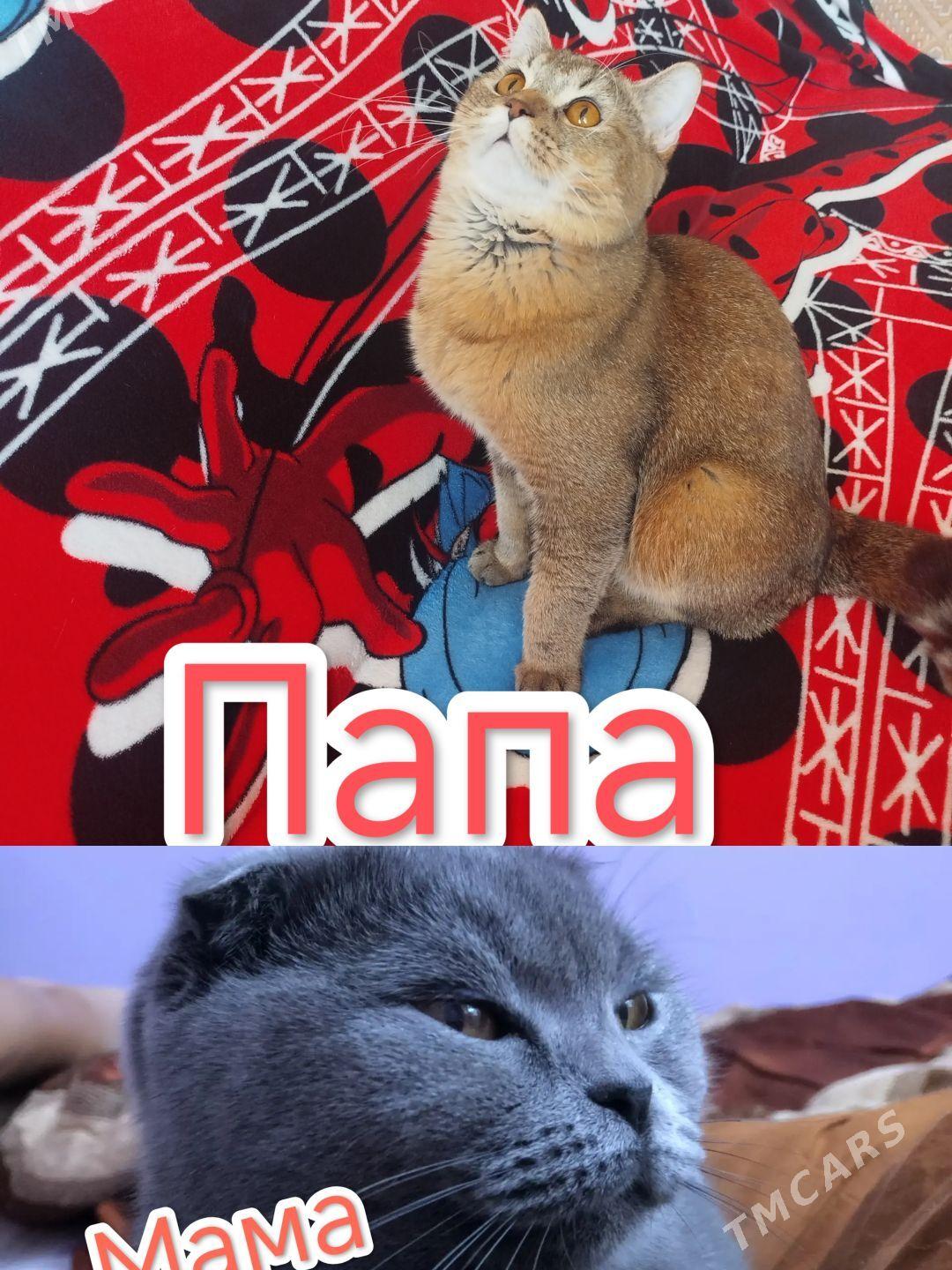 Котёнок - Туркменабат - img 5