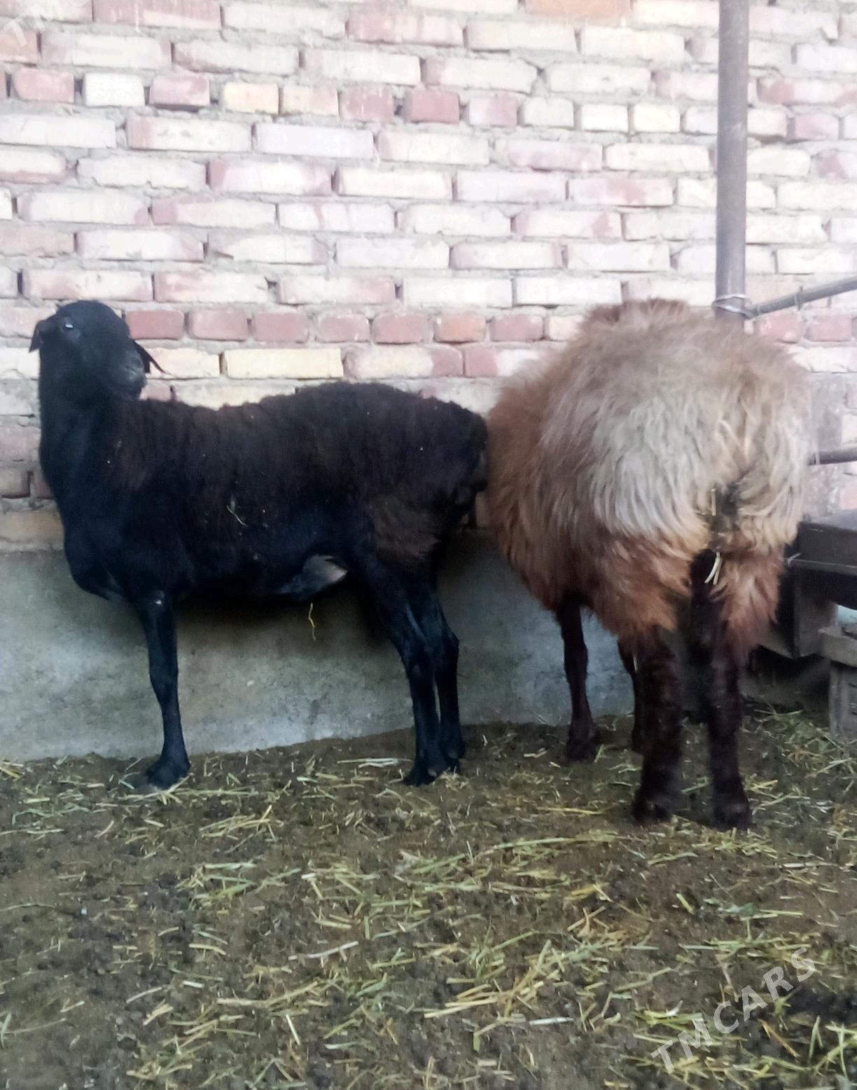 Goýunlar Gissar 2 sanak gurat - Гёкдепе - img 9