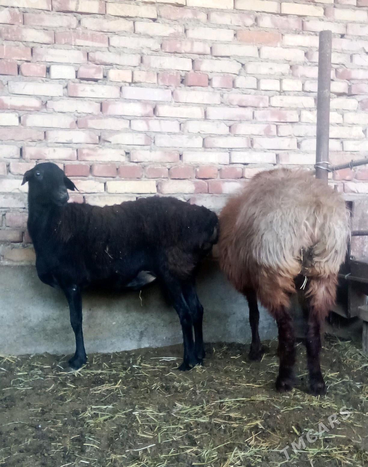 Goýunlar Gissar 2 sanak gurat - Гёкдепе - img 5