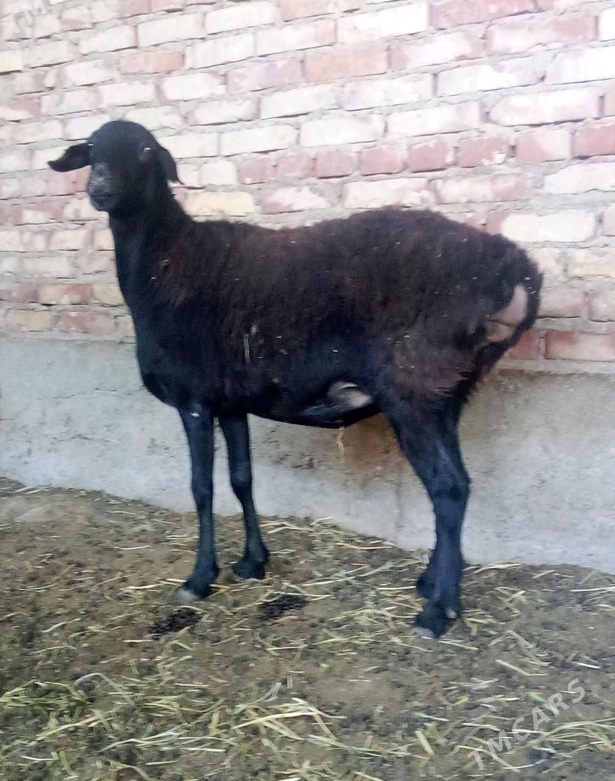 Goýunlar Gissar 2 sanak gurat - Гёкдепе - img 6