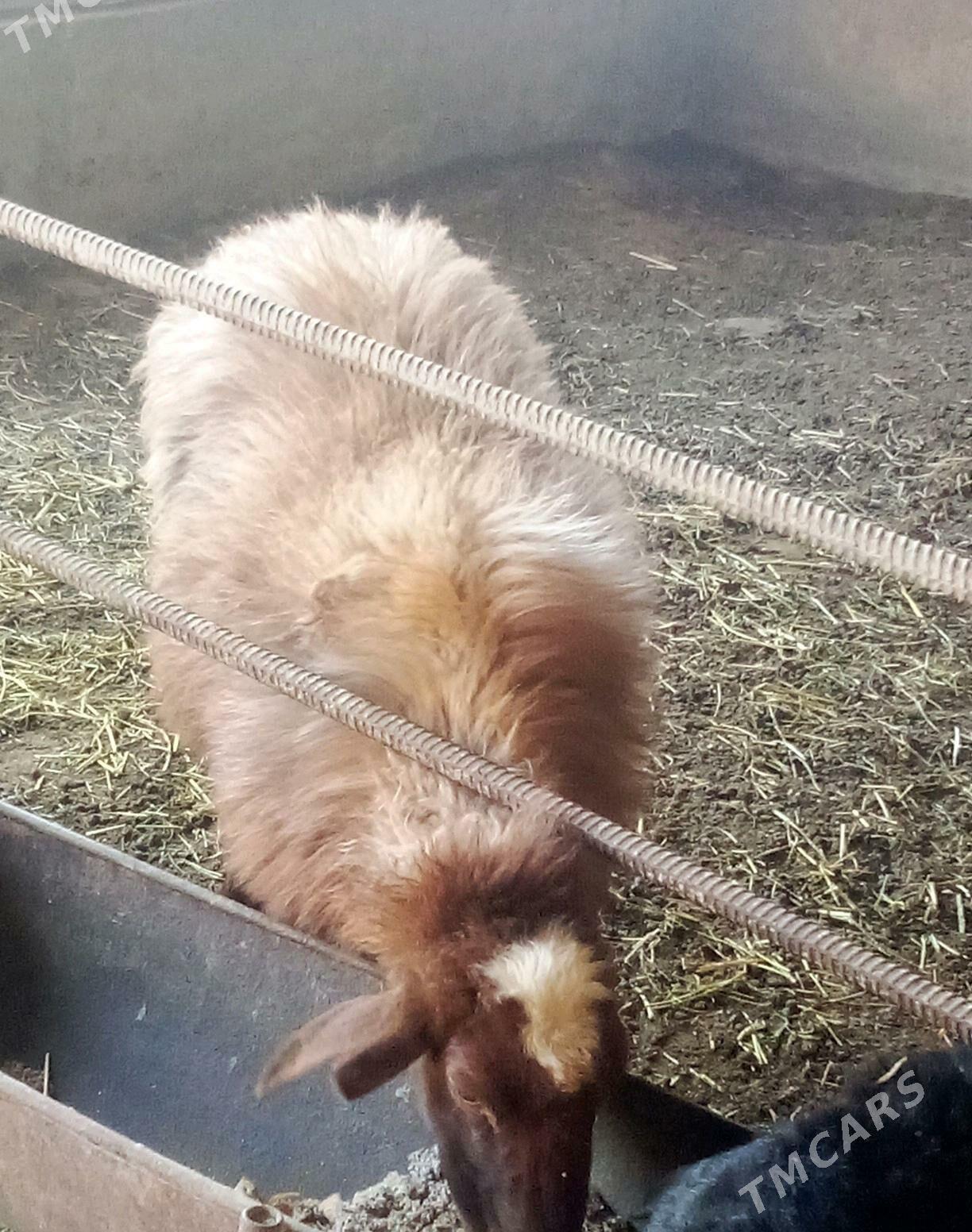 Goýunlar Gissar 2 sanak gurat - Гёкдепе - img 10