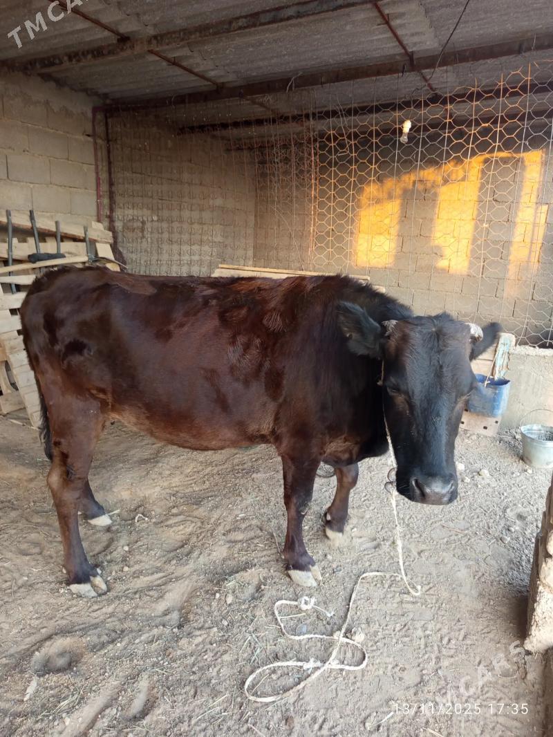 Bogaz sygyr - Kaka - img 3