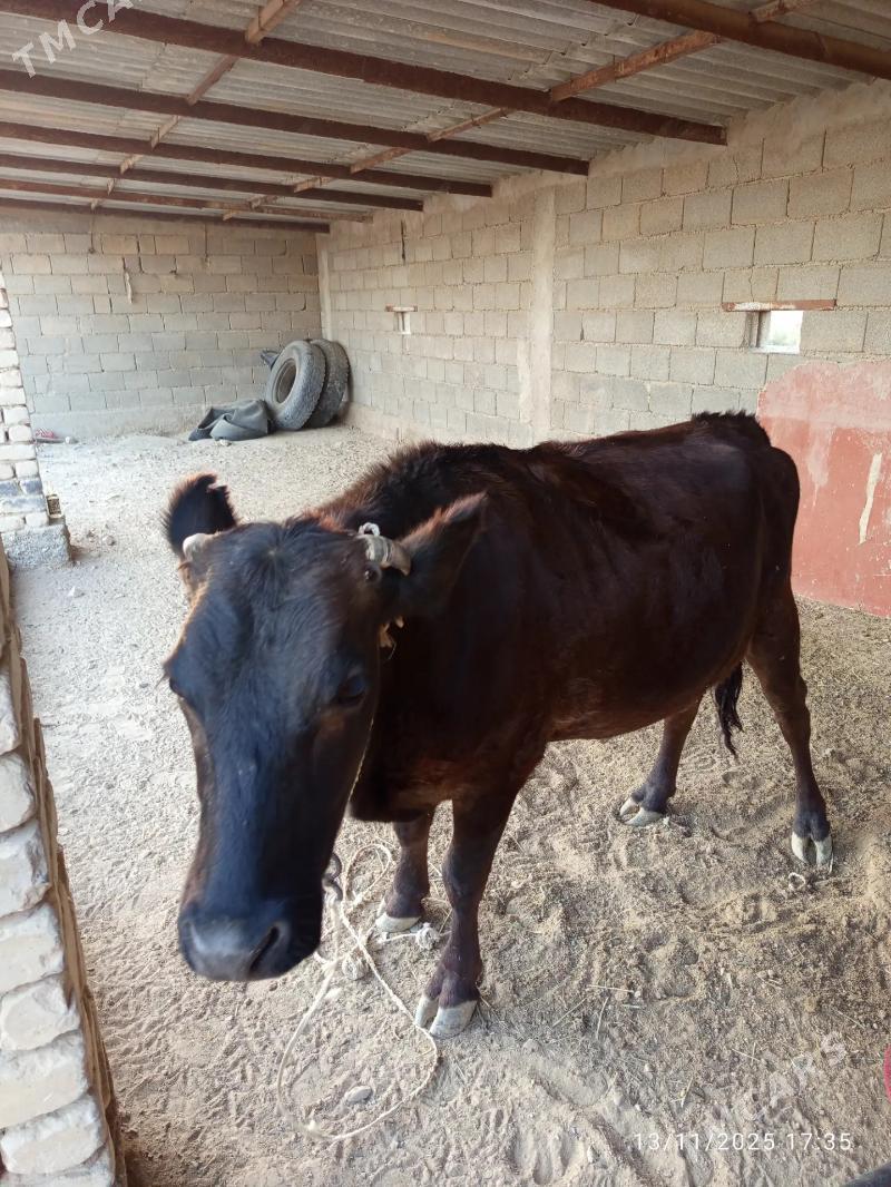 Bogaz sygyr - Kaka - img 4