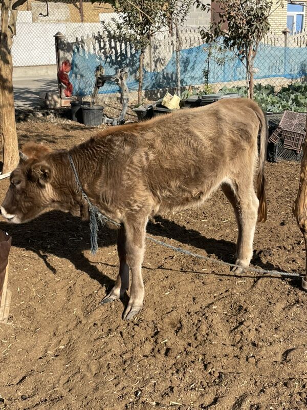 Gole - Bäherden - img 3