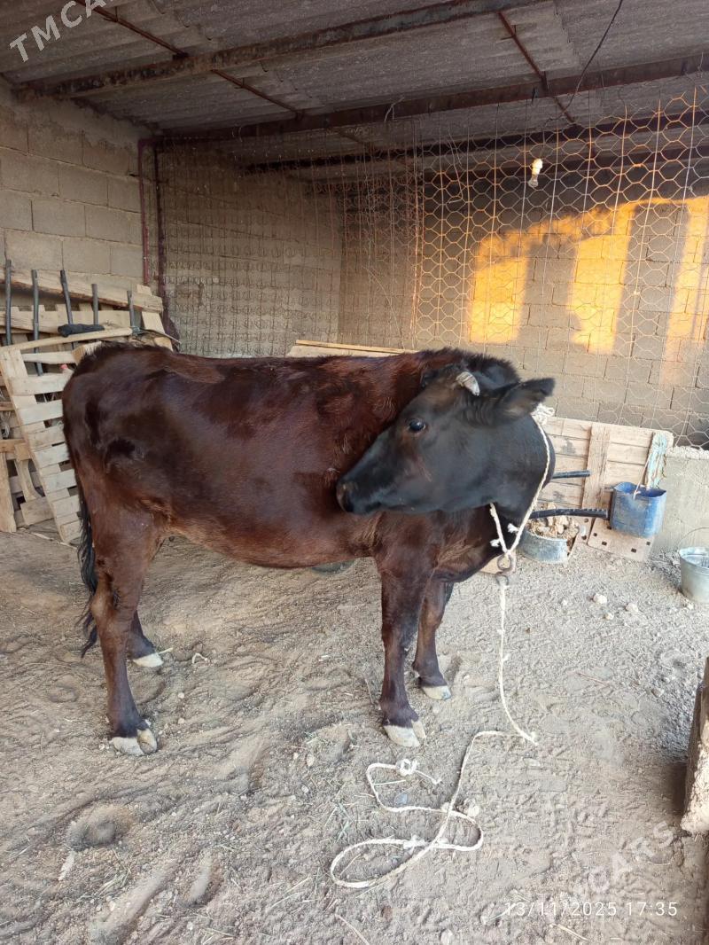 Bogaz sygyr - Kaka - img 5