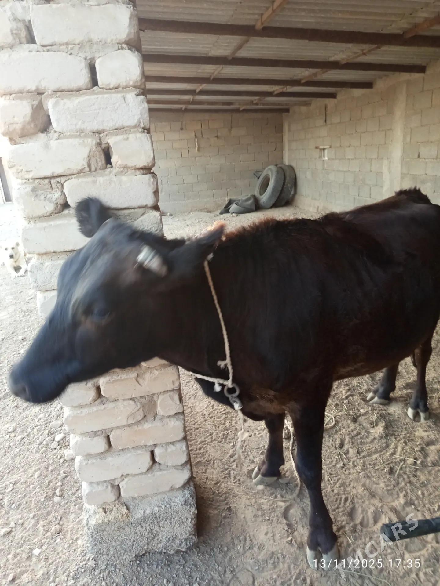 Bogaz sygyr - Kaka - img 6