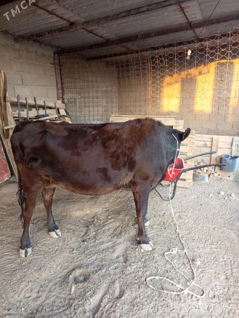 Bogaz sygyr - Kaka - img 2