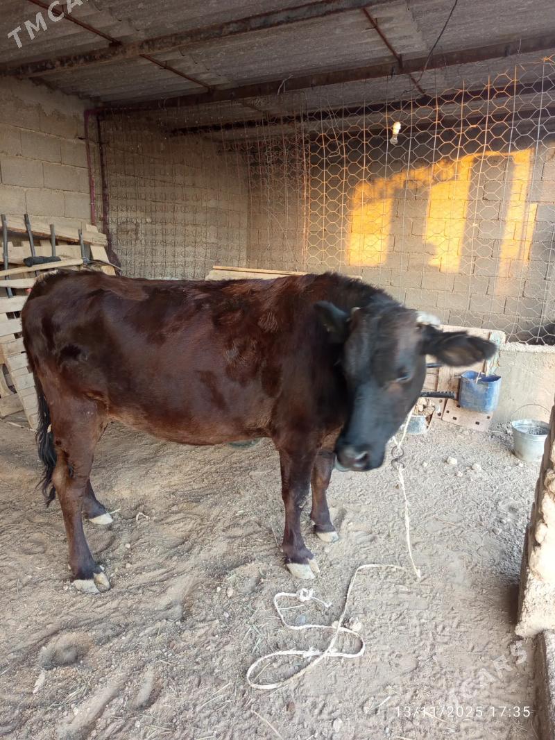 Bogaz sygyr - Kaka - img 1