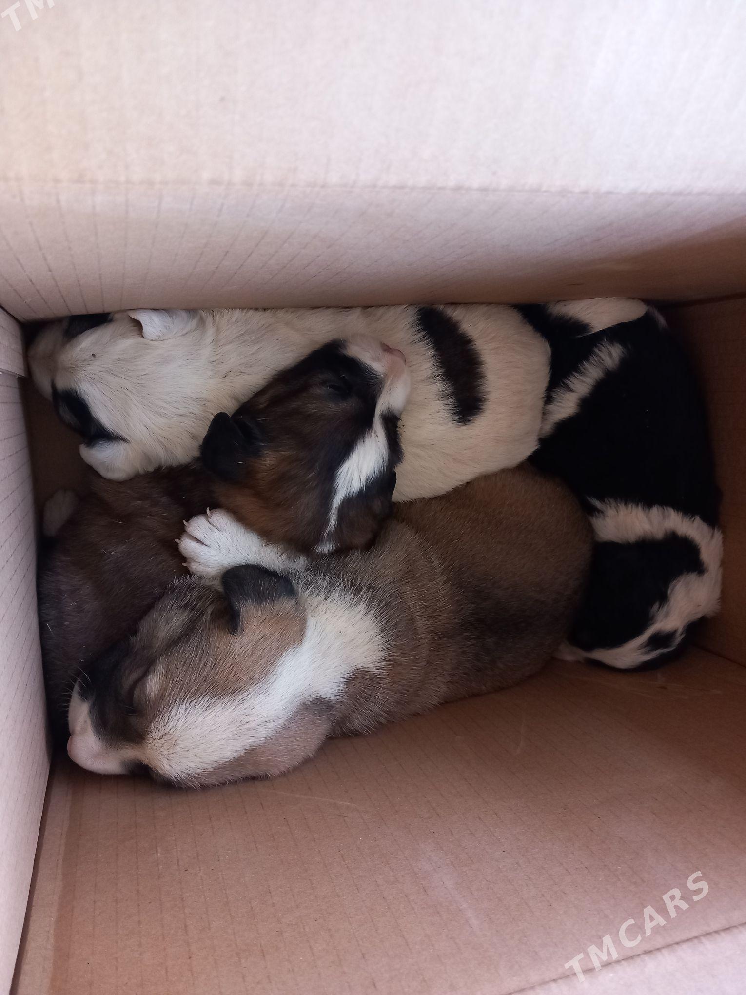 Щенок гужук - Daşoguz - img 1