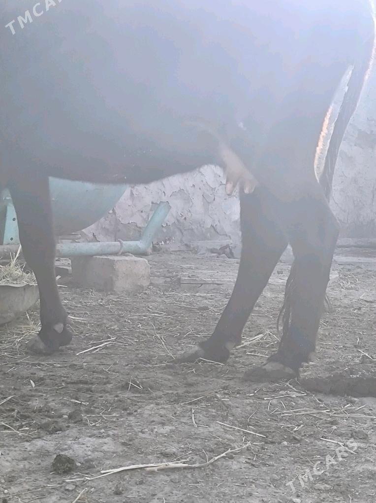 Goleli sygyr - Берекет - img 2