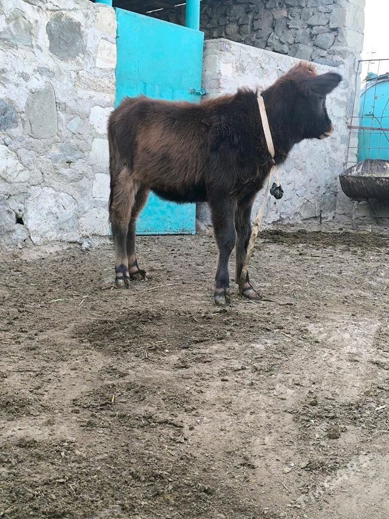 Goleli sygyr - Берекет - img 4