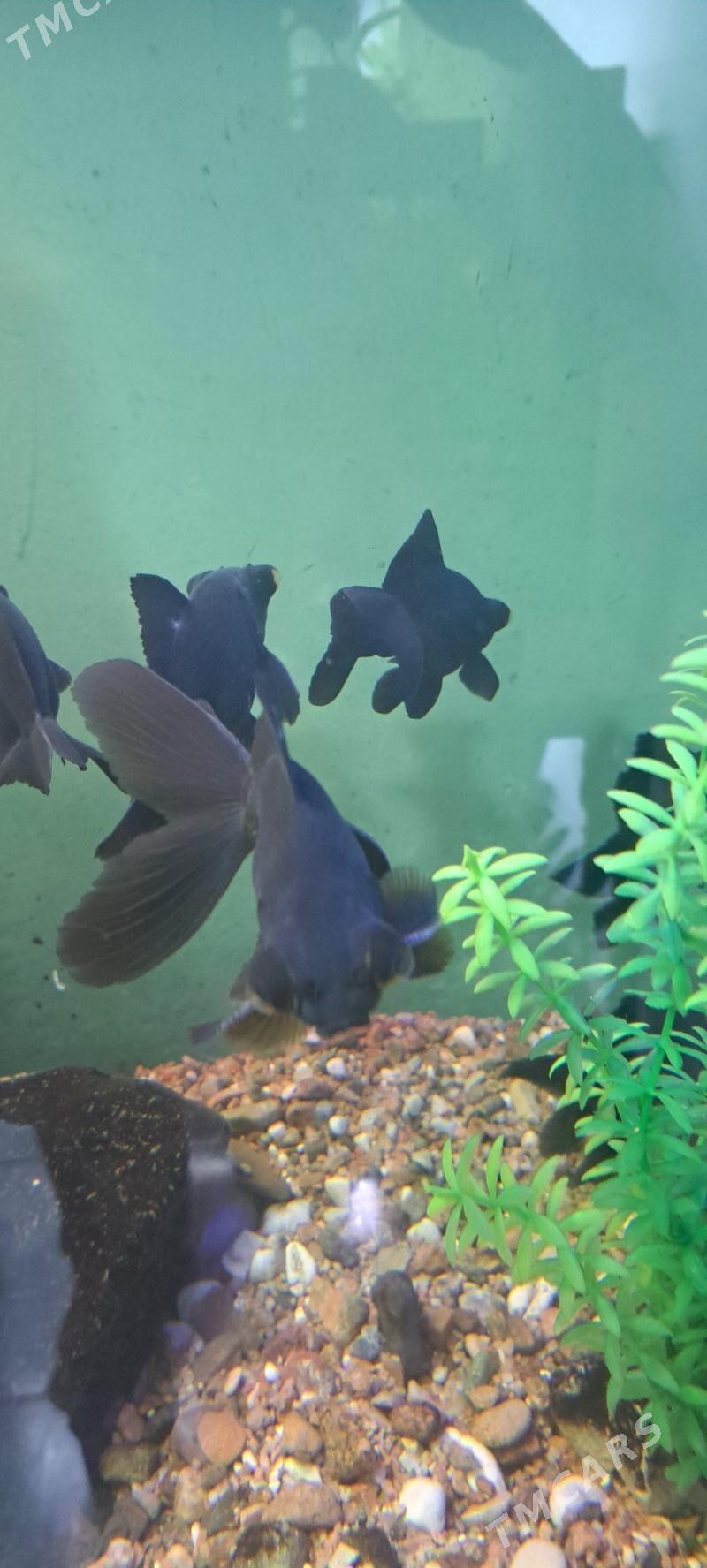 большие телескопы - Ашхабад - img 2