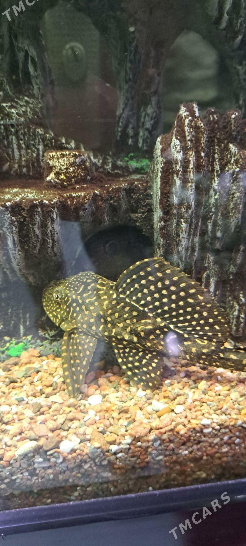 большие телескопы - Ашхабад - img 5