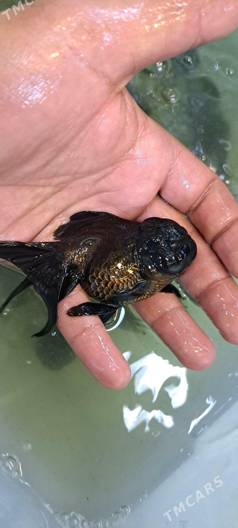 ОРАНДЫ КРУПНЫЕ - Ашхабад - img 2