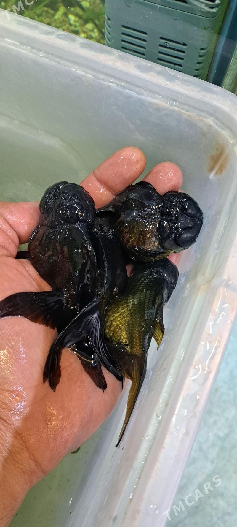 ОРАНДЫ КРУПНЫЕ - Ашхабад - img 3