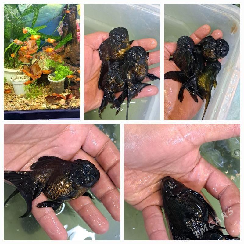 ОРАНДЫ КРУПНЫЕ - Ашхабад - img 6