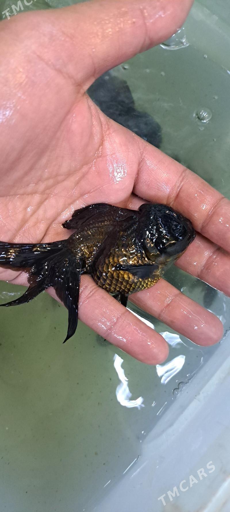 ОРАНДЫ КРУПНЫЕ - Ашхабад - img 5