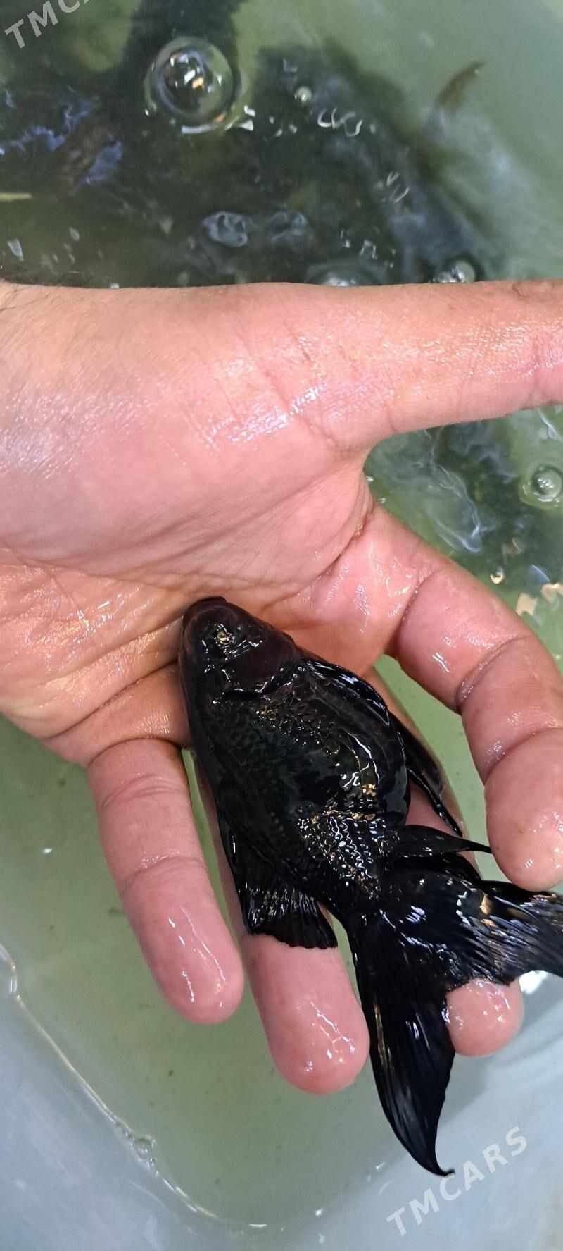 ОРАНДЫ КРУПНЫЕ - Ашхабад - img 4