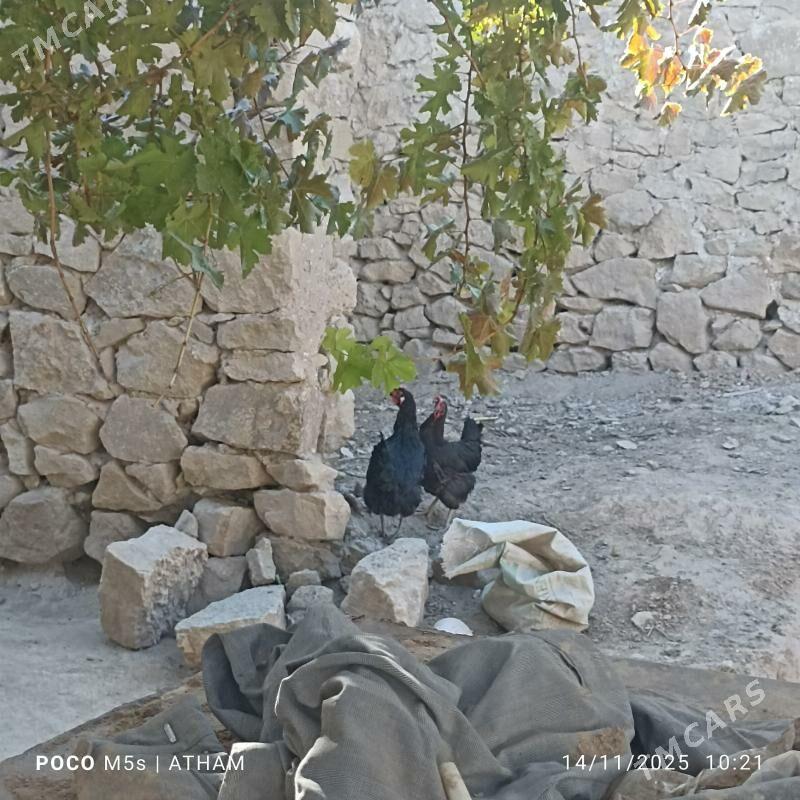 Paroda Gara towuk - Magdanly - img 2