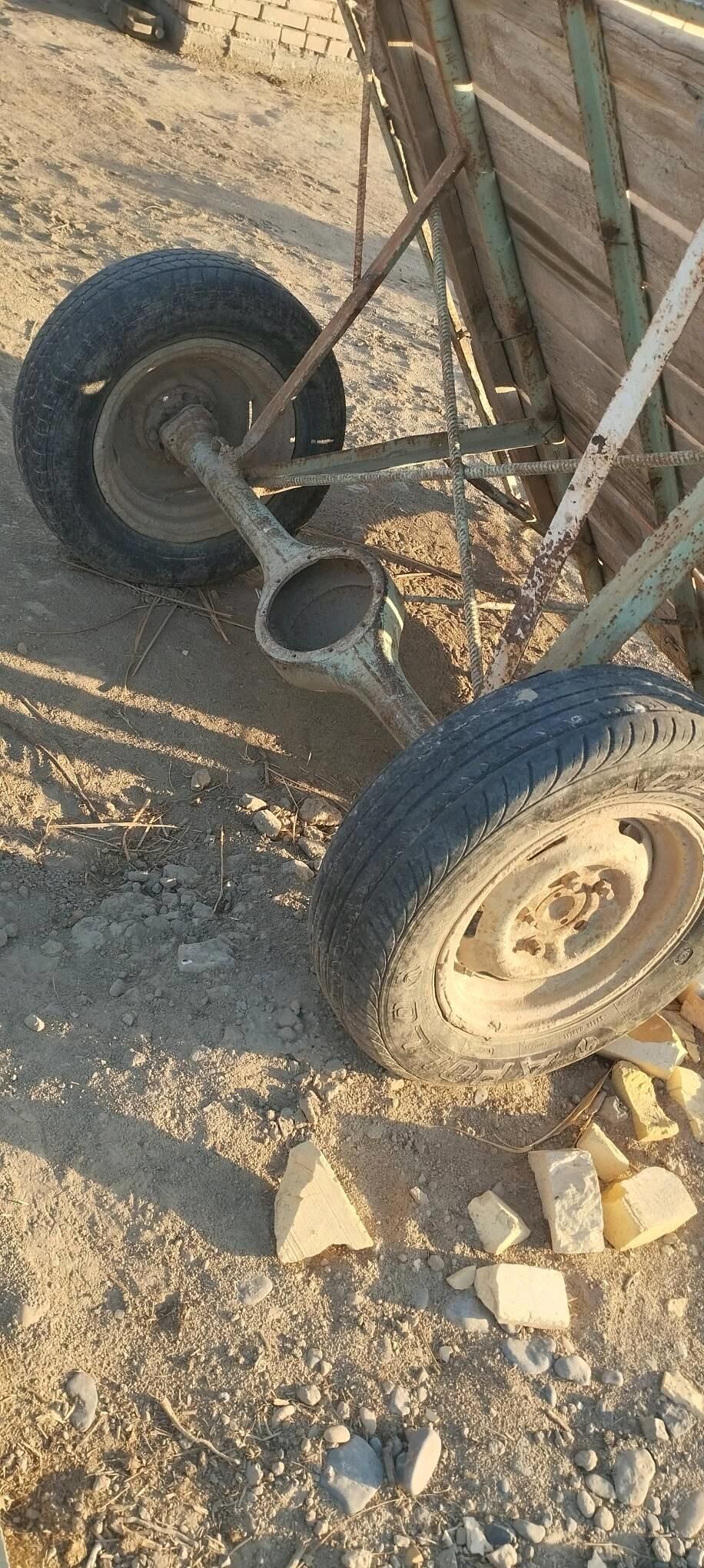 Eşek - Sakarçäge - img 7