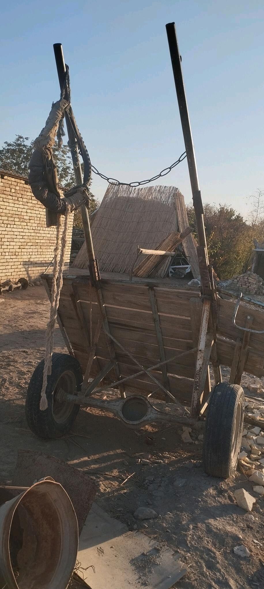 Eşek - Sakarçäge - img 5