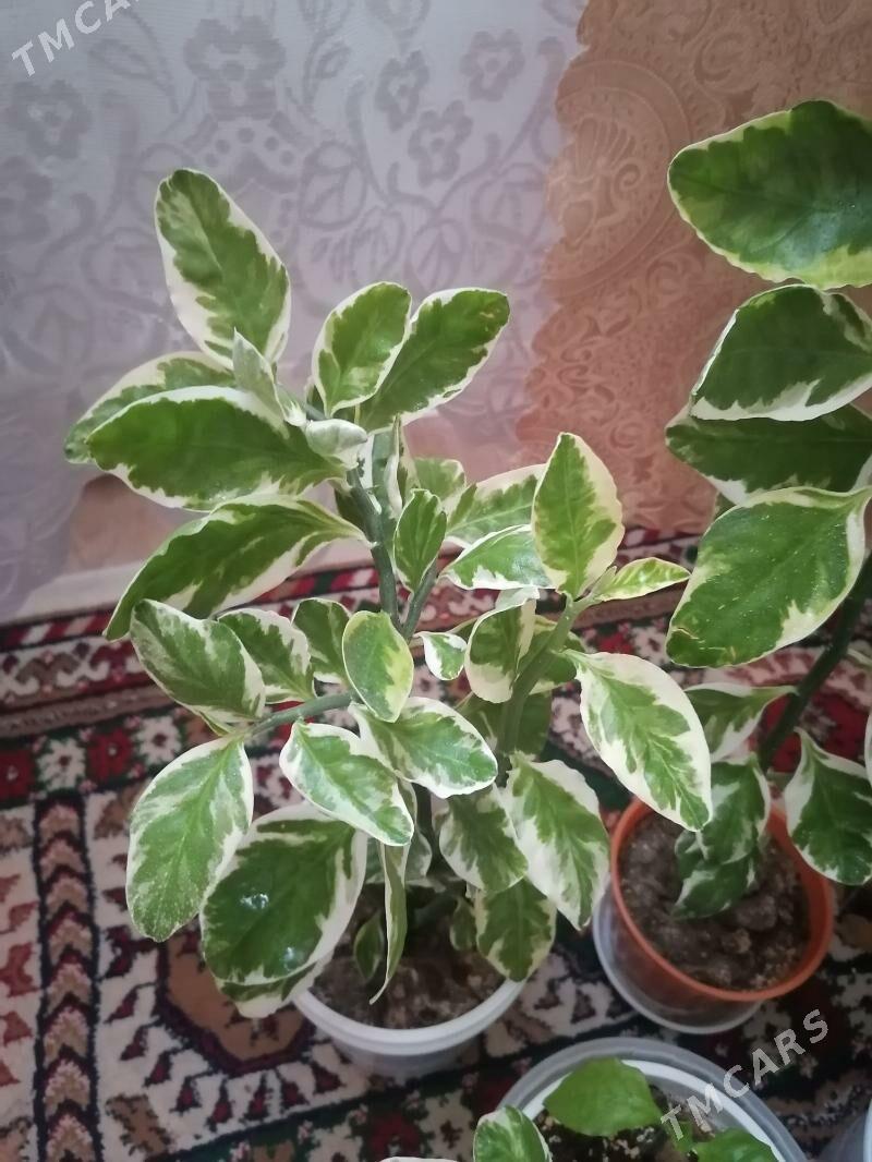 педилантус (березка) - Aşgabat - img 2