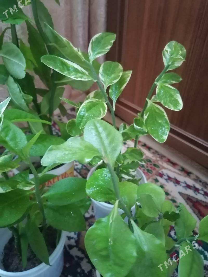 педилантус (березка) - Aşgabat - img 5