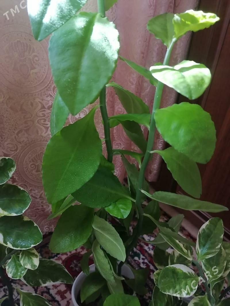 педилантус (березка) - Aşgabat - img 4