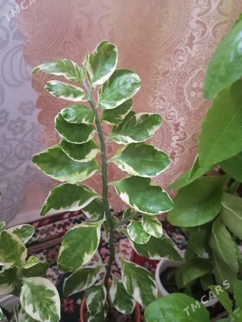 педилантус (березка) - Aşgabat - img 3