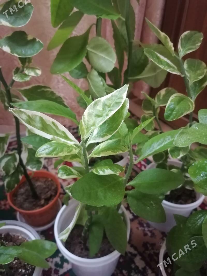 педилантус (березка) - Aşgabat - img 6