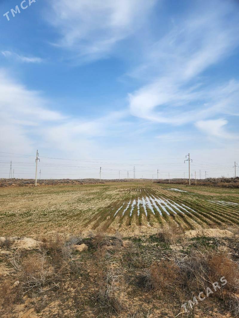 ekin mal yatak - Aşgabat - img 4