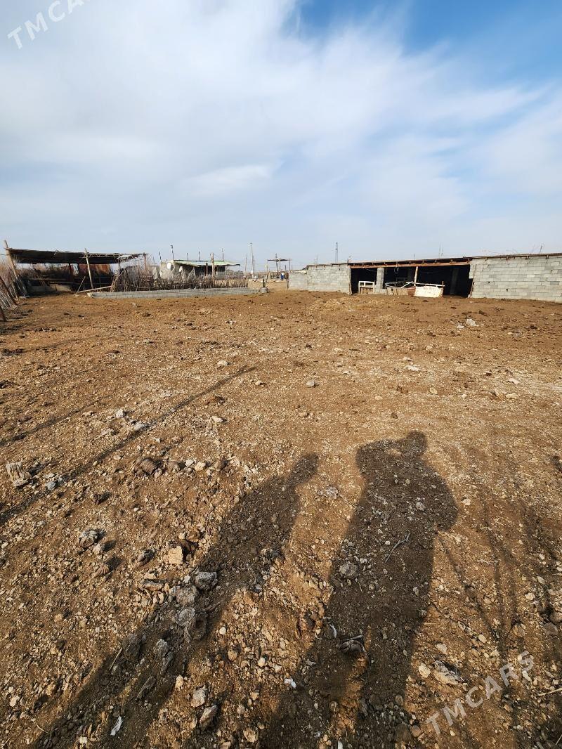 ekin mal yatak - Aşgabat - img 2