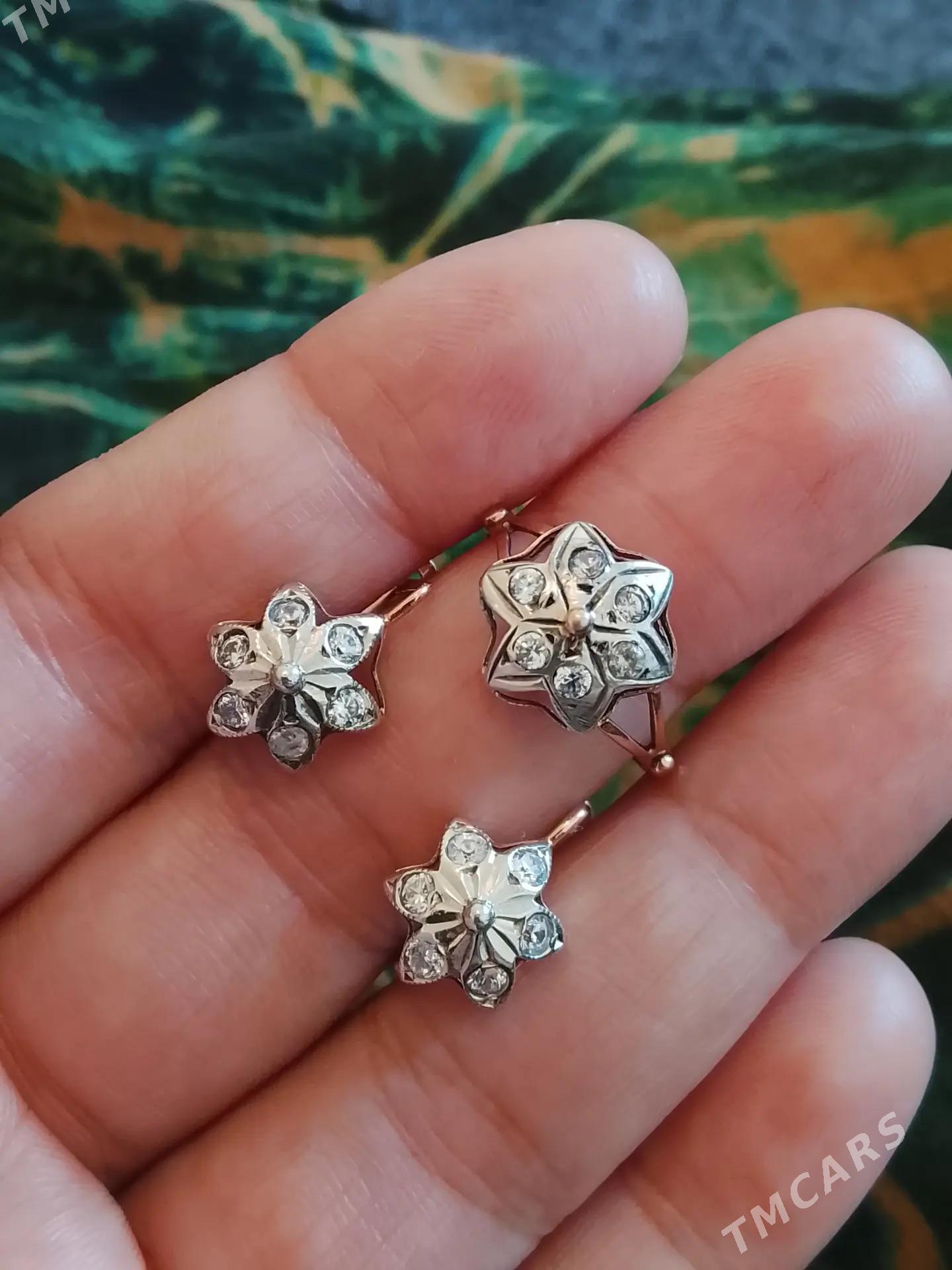 Gyzyl kampilekit - Ашхабад - img 5