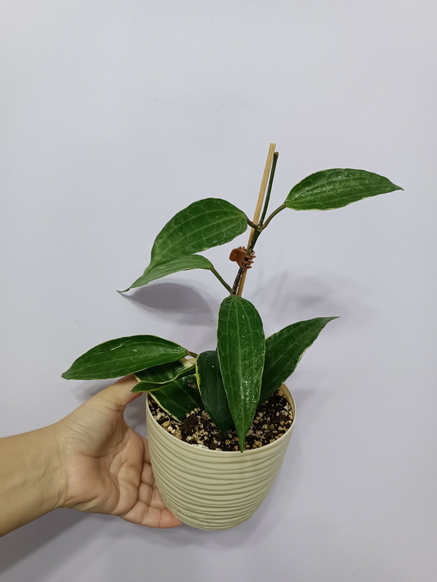 ХОЙЯ Макрофилла - Ашхабад - img 2