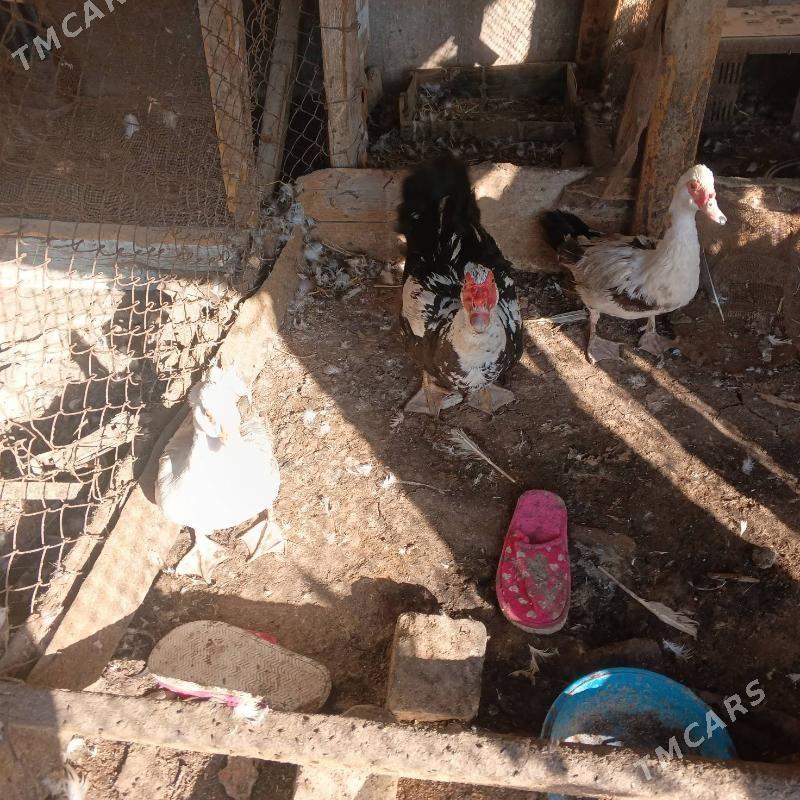 İndeutka ördek - Гёкдепе - img 2