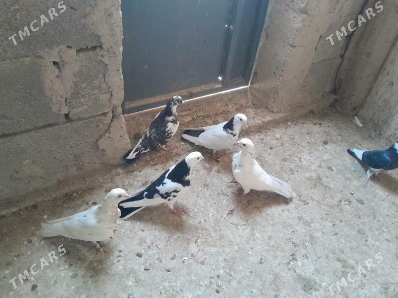 kepderi. - Гызыларбат - img 2