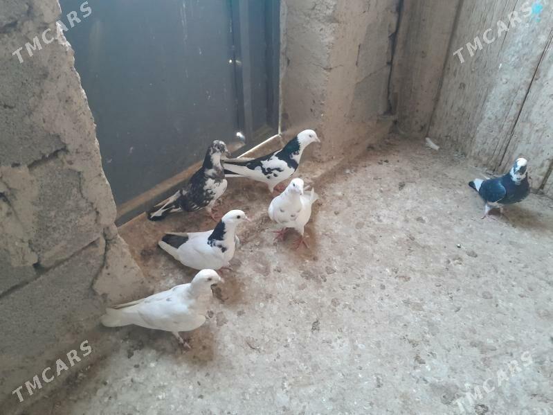 kepderi. - Гызыларбат - img 3